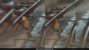 Video: Train Slows Down As Leopard Spotted Walking Through Railway Tunnel In Chhattisgarh