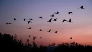 The study, published in Frontiers in Conservation Science on Wednesday, mapped a high-density migration