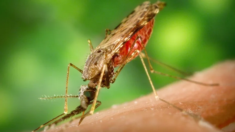 Two workers at Frankfurt Airport in Germany have died after contracting malaria, marking a rare