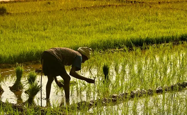 Punjab Farmers Adopt Resolution To Engage With Centre Over E20 Policy: Key developments