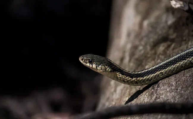 Maharashtra Tribal School Loses Licence After 3 Students Die Due To Snakebite: Key developments