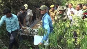 Injured tiger rescued from Uttarakhand's Terai West forest dies during treatment