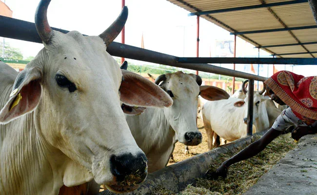 UP Begins Pilot Project On Cow Urine Collection, Samajwadi Party Makes Jibe: Key developments
