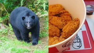 In a bizarre incident, a woman in the US state of Kentucky woke up to a bear breaking into her home