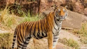 A 45-year-old farmer was reportedly killed by a tiger on Saturday near Valmikinagar in West Champaran