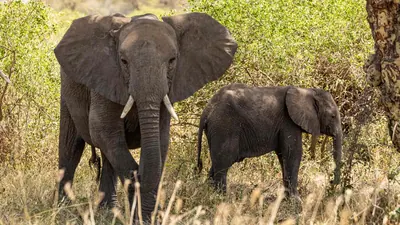 The Supreme Court has raised concerns regarding the welfare of captive elephants in India