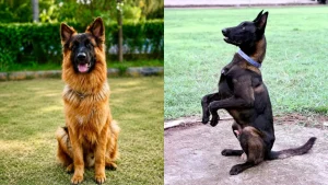 Retired police dogs will no longer be available for adoption by third parties