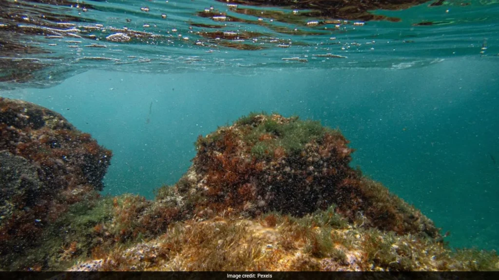 Elaborating on the importance of the study, IIT Madras Professor Karthik Raman said that marine