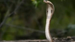 Madhya Pradesh has around 50 recorded snake species, according to Ujjain-based Sarp Anusandhan
