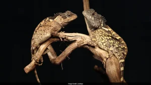 Environment and wildlife briefing: New Lizard Species Discovered In Thailand Named After "House
