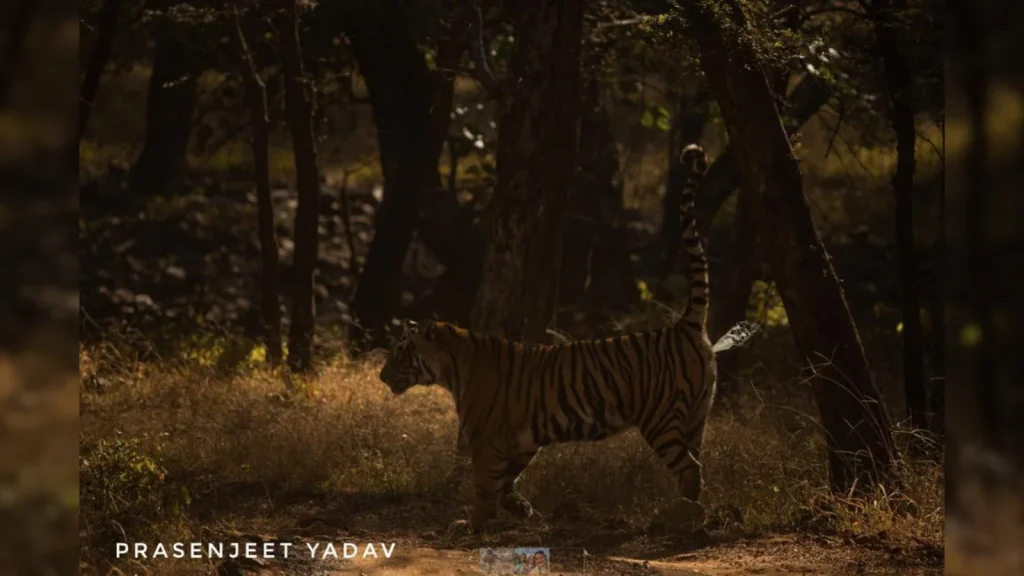 Environment and wildlife briefing: Scent Of A Tiger: Scientists Develop New Tool To Monitor India's Big Cats