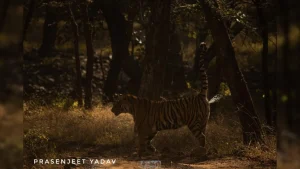 Environment and wildlife briefing: Scent Of A Tiger: Scientists Develop New Tool To Monitor India's Big Cats