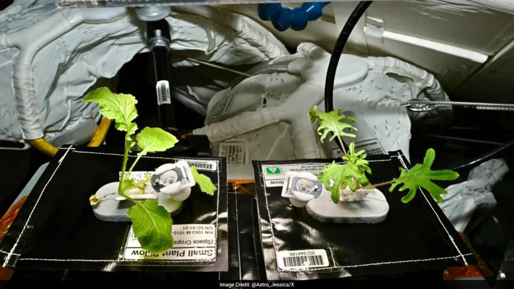 Space and astronomy briefing: Astronaut Welcomes Plants As Space Station's Newest Crew Members