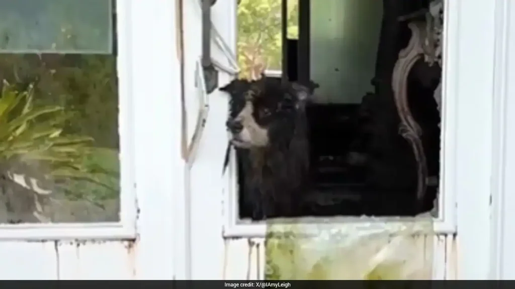 The animals were found trapped inside an overcrowded environment, covered in faeces, urine and filth