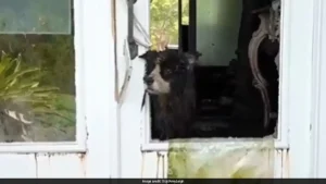 The animals were found trapped inside an overcrowded environment, covered in faeces, urine and filth