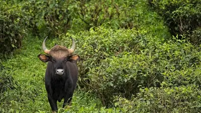 A gaur killed a man in the vicinity, leading to heightened tensions in the community