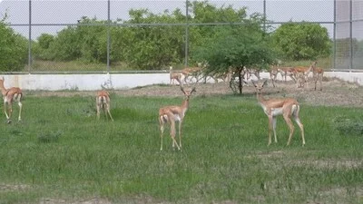 On Sunday, twenty blackbucks were released into the Banni Grasslands of Gujarat
