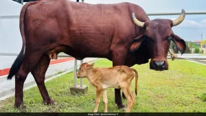 A female calf from the indigenous Lakhimi cattle breed has been born through in-vitro fertilisation