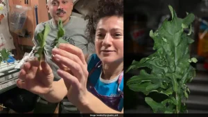 NASA astronaut Anil Menon recently harvested and cooked fresh greens aboard the International Space