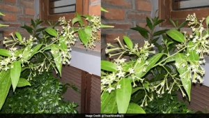 Tiwari also spoke of her father's knack for tending to and nurturing plants