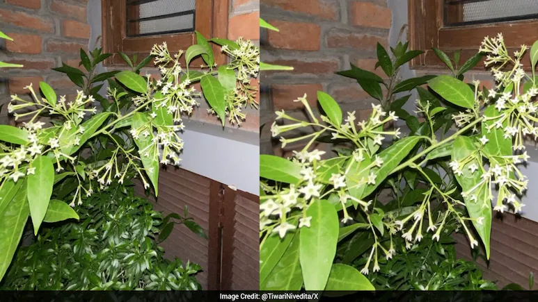 Tiwari also spoke of her father's knack for tending to and nurturing plants