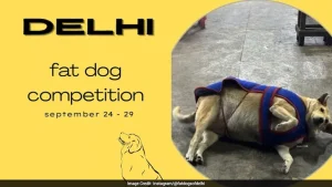 Instagram Poll To Pick City's 'Fattest Dog' Goes Viral — Delhi In Election Mode