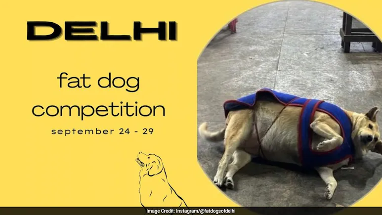 Instagram Poll To Pick City's 'Fattest Dog' Goes Viral — Delhi In Election Mode