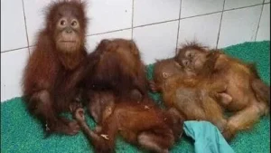 “An appropriate laboratory needs to have the standard DNA sample profile of orangutans