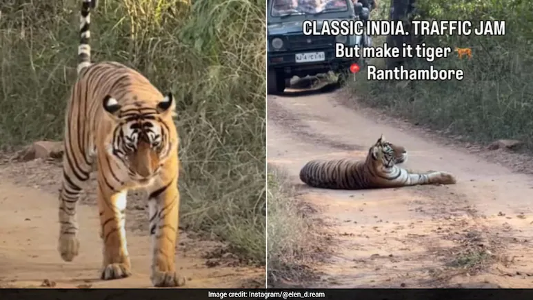 'Napping' Tiger Causes Unusual 'Traffic Jam' In Ranthambore Safari, Video Goes Viral