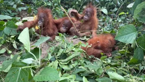 CCTV Trail Deepens Odisha Orangutan Mystery, Probe Stretches To Sea Routes