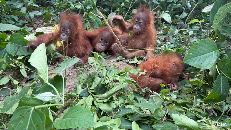 CCTV Trail Deepens Odisha Orangutan Mystery, Probe Stretches To Sea Routes