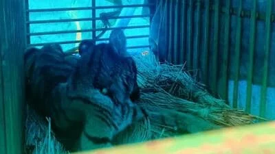 Royal Bengal tiger cub rescued from house in Odisha's Mayurbhanj
