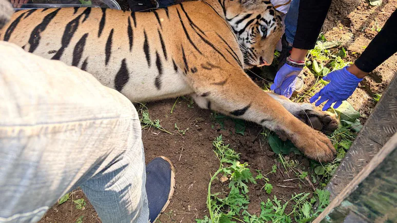 Tigress Tranquilised After Killing 4, Dies On Way To Rescue Centre
