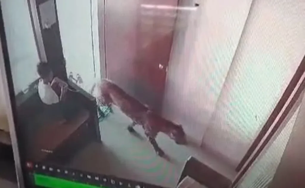 Watch: 13-Year-Old Saw A Leopard Entering A Room, Quickly Locked It Inside