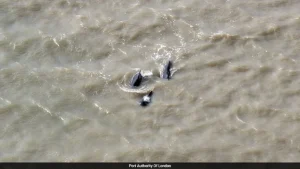 More than two dozen whales were rescued after they became lost in the River Thames near London
