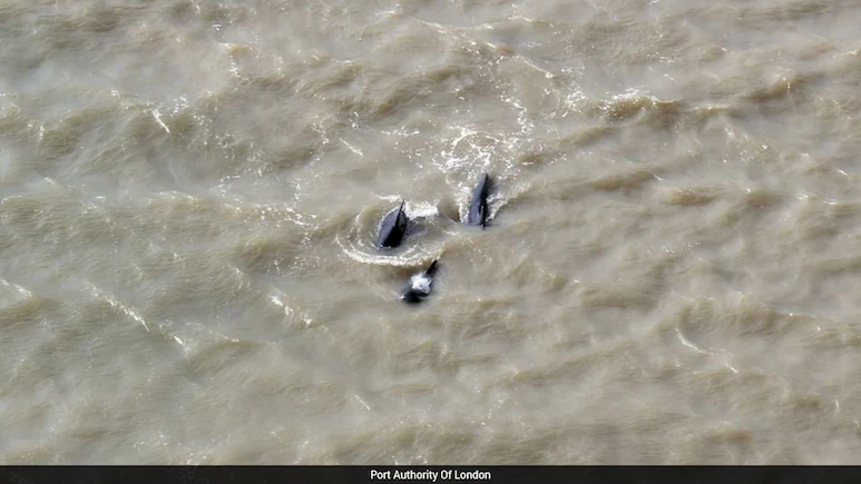 More than two dozen whales were rescued after they became lost in the River Thames near London