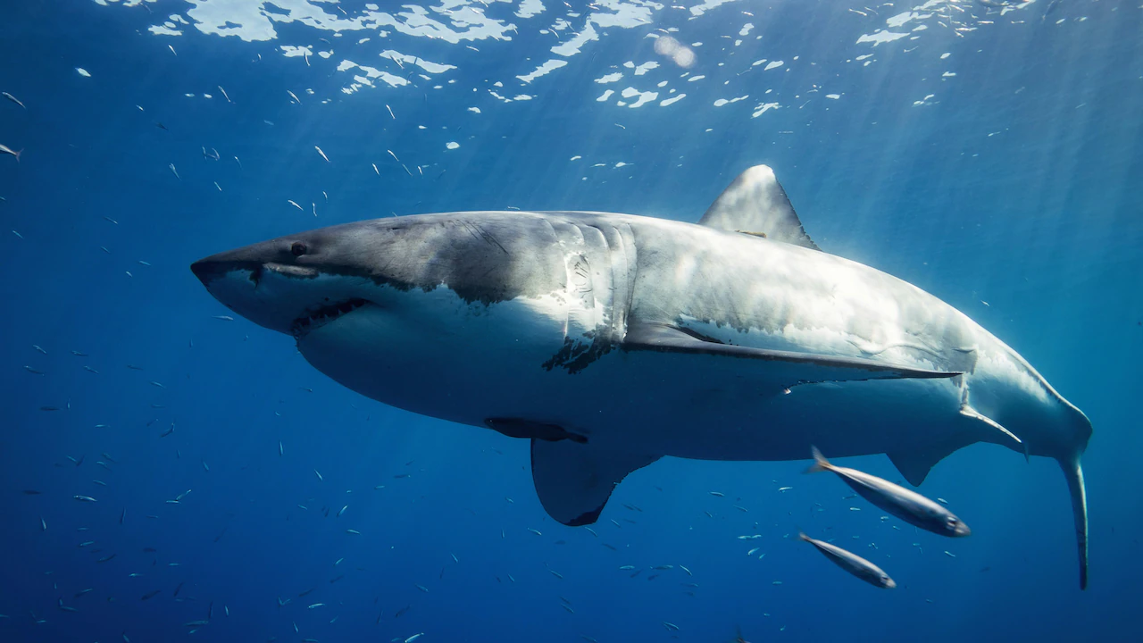 Heroic Man Leaps Into Water To Save Friend From Violent Shark Attack Off: the facts and wider