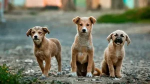 Fake anti-rabies vaccine resurfaces, Isro unease over privatisation, more — HT Morning Brief