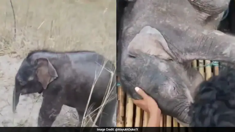 Fishermen Race 3 Km To Rescue Elephant Calf Swept Away In West Bengal River