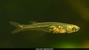 Scientists have found one of the world's smallest fish that can make a sound as loud as