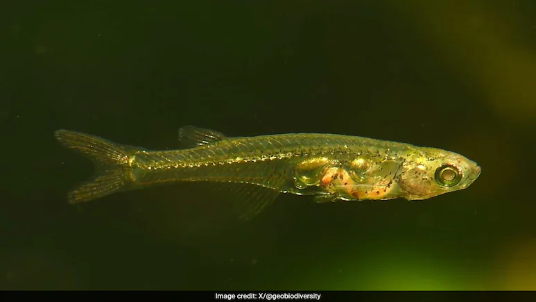 Scientists have found one of the world's smallest fish that can make a sound as loud as