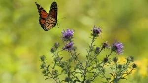 Many animals, including bats, birds and other insects rely on butterflies, moths