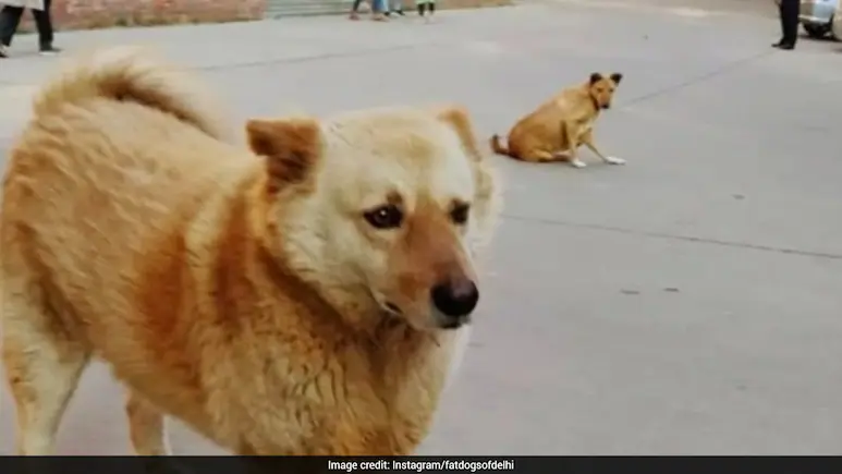 Meet The City's Chonky Stars — Delhi's 'Fattest Dog' Final Is Today