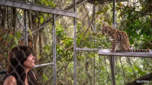 How Experts Identified New Wild Cat Species, The First In Over A Century