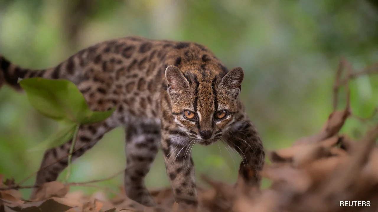 How Experts Identified New Wild Cat Species, The First In Over A Century