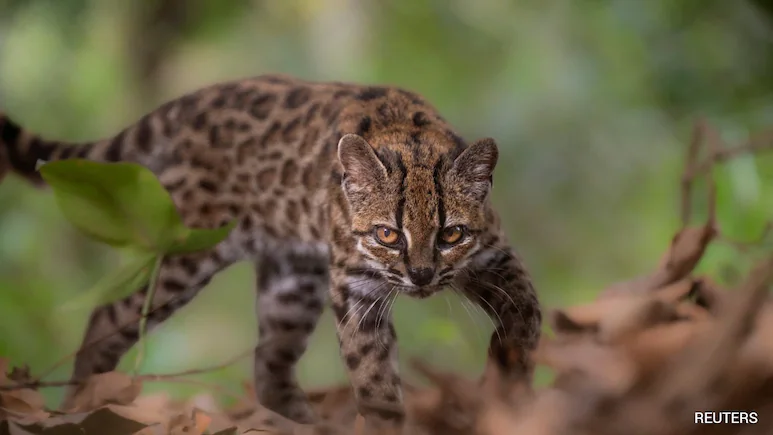 Researchers used genetic data to confirm that the cat is a new species, and gave it