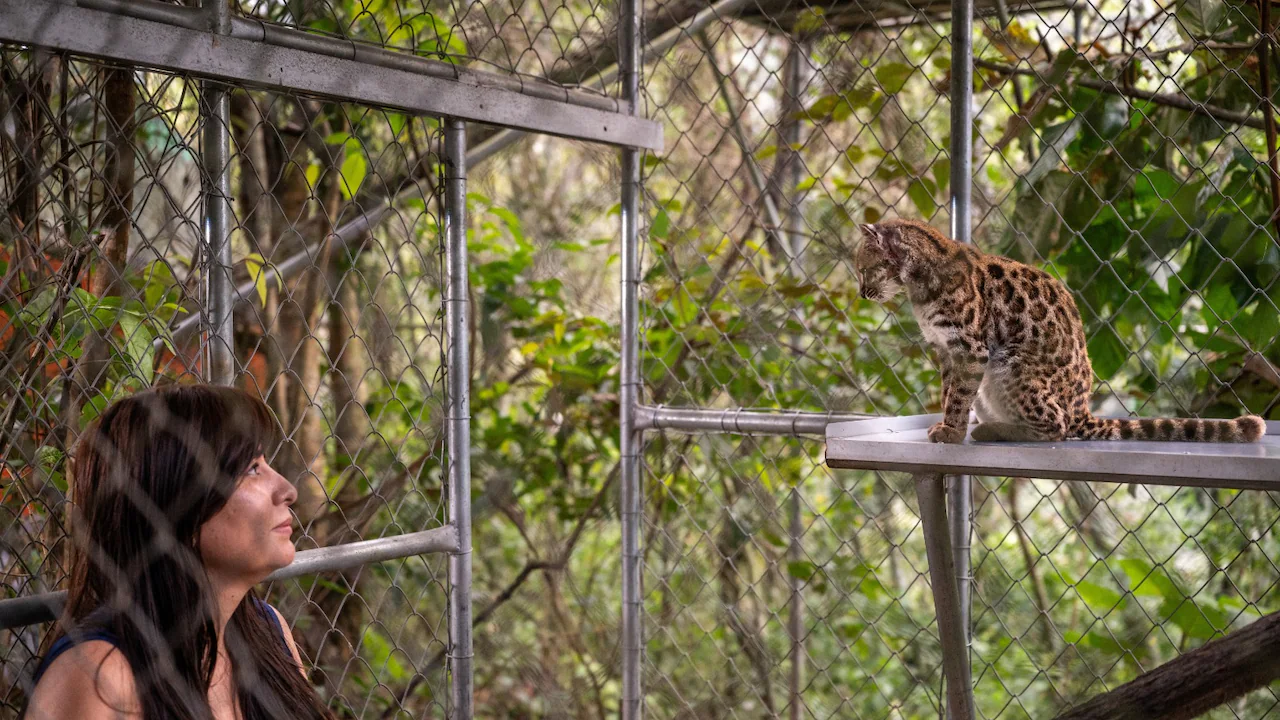 Researchers used genetic data to confirm that the cat is a new species, and gave it