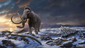 Scientists working to bring the woolly mammoth back from extinction have turned to artificial