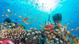 Overall, a 9.5% relative decline in hard coral cover has been observed when comparing modern