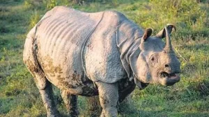 Mallabaruah on Saturday said the increase in the global rhino population reflected